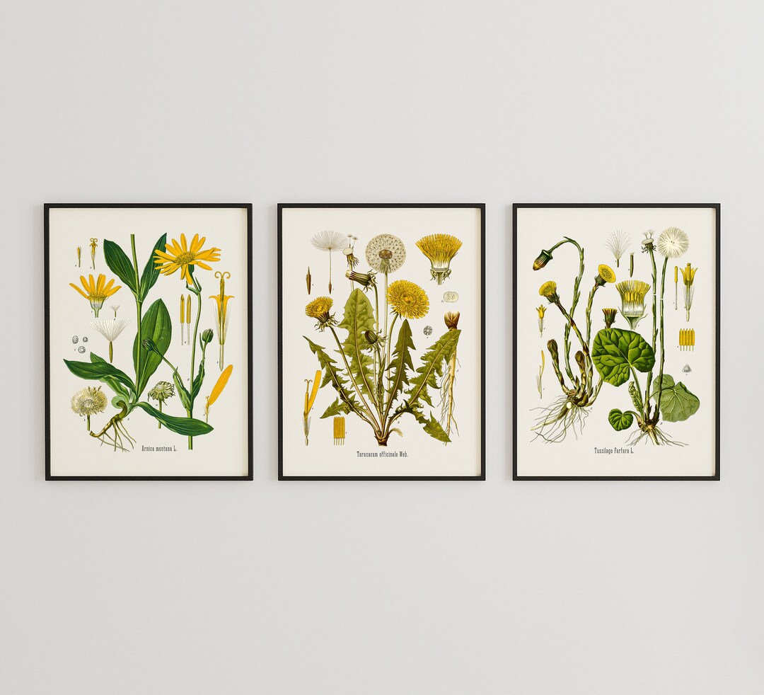 Vintage Botanical Print Set, Three Dandelions, Customizable Sizes, Set ...