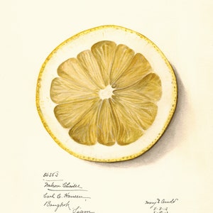 May include: A watercolor painting of a lemon slice. The lemon is cut in half and the inside is visible. The lemon is a pale yellow color and the seeds are brown. The painting is signed by Mary G. Arnold and dated 7-3-12 and 8-15-13.