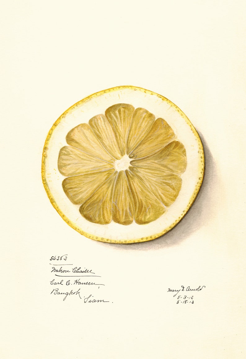 May include: A watercolor painting of a lemon slice. The lemon is cut in half and the inside is visible. The lemon is a pale yellow color and the seeds are brown. The painting is signed by Mary G. Arnold and dated 7-3-12 and 8-15-13.
