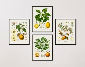 Set of Four Fruit Botanical Prints, Apple, Pear, Lemon, and Orange, Giclée Prints, Kitchen Art, Fruit Art, Food Art, Giclee Prints, French