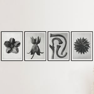 Abstract Botanical Photography, Karl Blossfeldt, Film Photography, Set of 4, Black and White, Botany Study, Plant Close Ups, Macro Photos