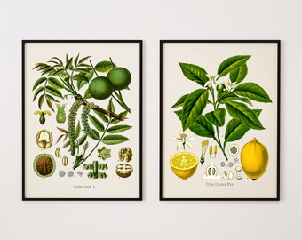 Limes /& Walnuts Digital Prints Prints of Food French Art Engravings Vintage Botanical Prints Bohemian Set of Two Prints for Kitchen