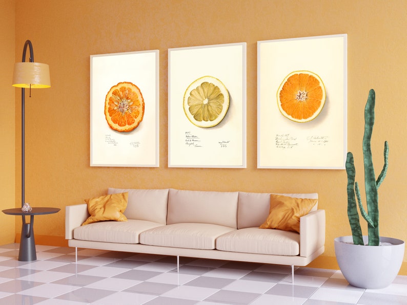 May include: Three framed illustrations of citrus fruit slices, including a lemon, an orange, and a grapefruit. The illustrations are in a watercolor style and feature detailed drawings of the fruit's flesh and seeds.