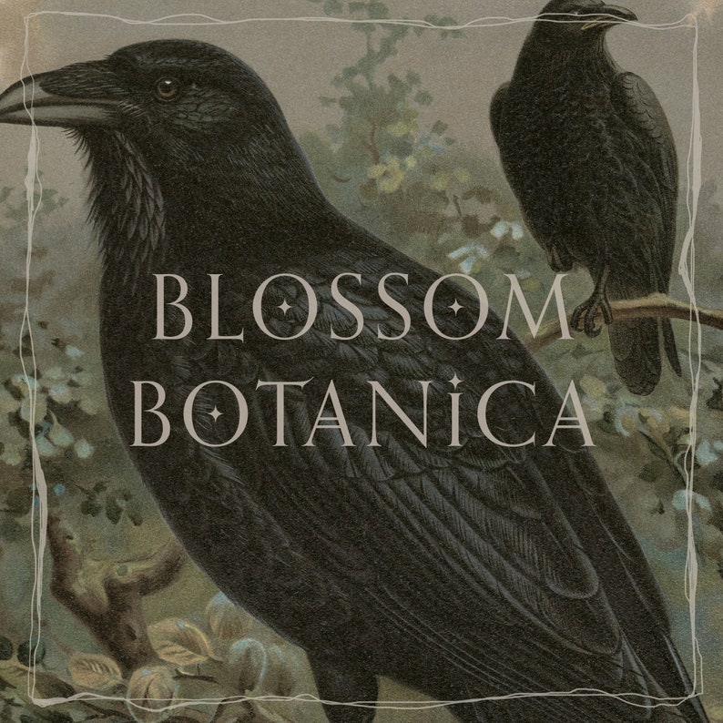 May include: A vintage illustration of two black ravens perched on a branch in a forest setting. The text "BLOSSOM BOTANICA" is superimposed on the image.