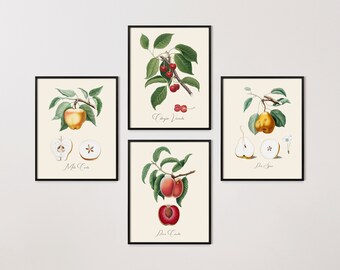 Vintage Fruit Wall Art, Apples and Pears, Peaches and Cherries, Set of Four Fruit Botanical Prints, Giclée Prints, Kitchen, Giorgio Gallesio