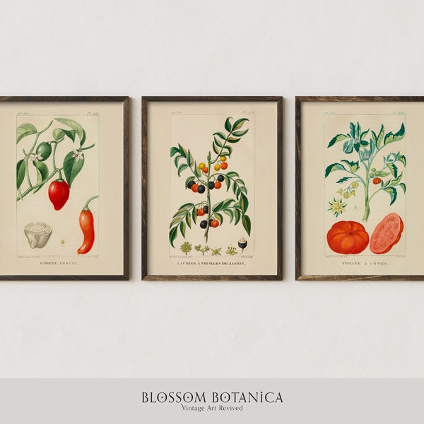 Vintage Botanical Print Set, Jean-Théodore Descourtilz Illustrations, French Tomate, Pepper, Berries Customizable, Set of 3 Giclée Prints