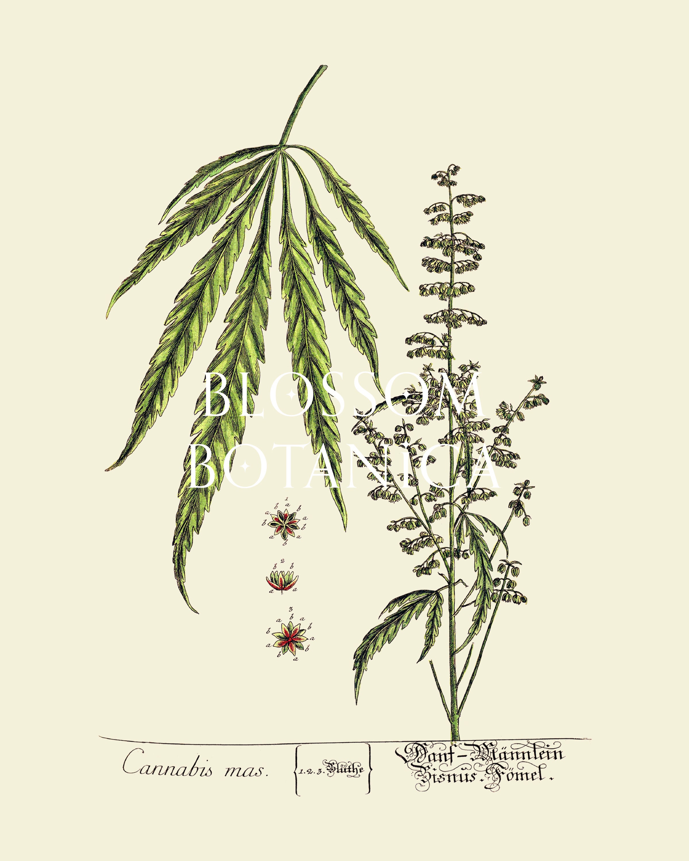 PRINTABLE Cannabis Art Digital Download Cannabis Gallery - Etsy
