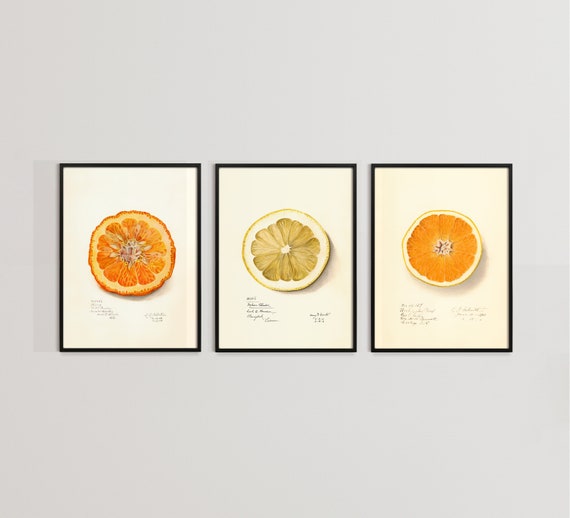Orange Slices Botanical Print Set, Citrus Wall Art, Customizable Sizes, Square Format, Giclée Prints, Vintage French Illustrations, Gift Set