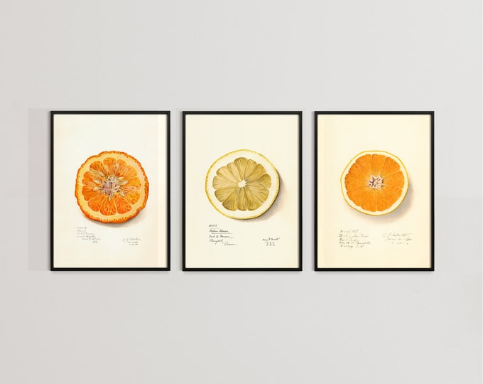 Woman Reading Art Print Academic Art Office Art White Etsy