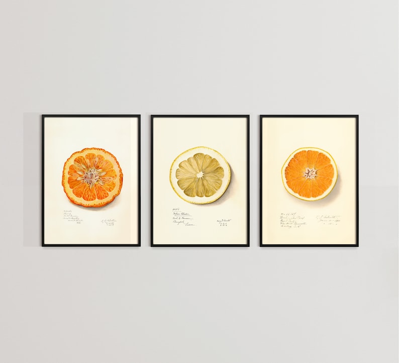 May include: Three framed botanical illustrations of citrus fruit slices. Each image features a different type of citrus fruit, including a lemon, an orange, and a grapefruit. The images are in black frames with white mats.