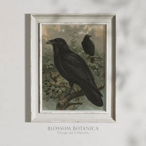 May include: A vintage illustration of two black ravens perched on branches in a forest setting. The image is framed in a white frame with a distressed finish. The text "BLOSSOM BOTANICA Vintage Art Collective" is printed below the frame.