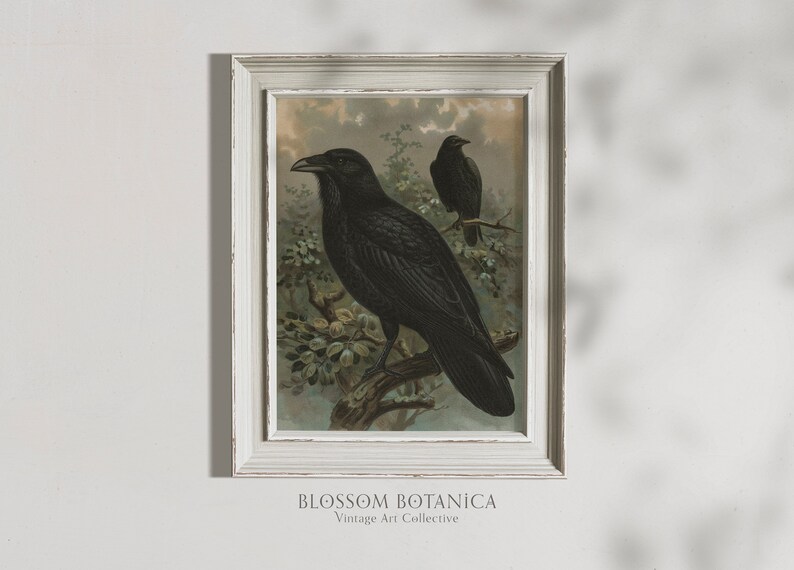 May include: A vintage illustration of two black ravens perched on branches in a forest setting. The image is framed in a white frame with a distressed finish. The text "BLOSSOM BOTANICA Vintage Art Collective" is printed below the frame.