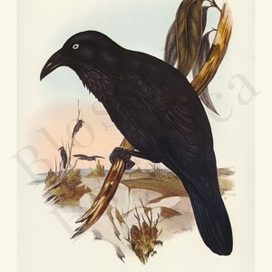May include: A vintage botanical illustration of a raven, perched on a branch. The raven is depicted in black with a white eye, set against a backdrop of a landscape with other birds. The artwork is titled "Corvus Coronoides".