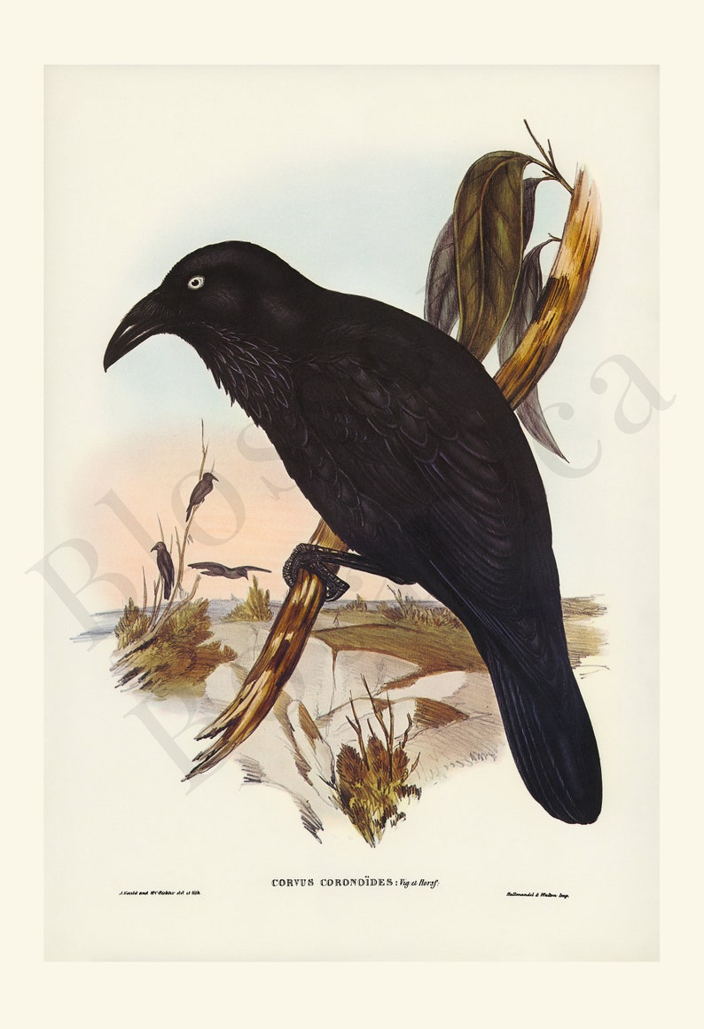 May include: A vintage botanical illustration of a raven, perched on a branch. The raven is depicted in black with a white eye, set against a backdrop of a landscape with other birds. The artwork is titled "Corvus Coronoides".