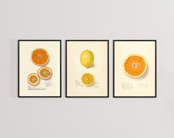 Oranges and Lemons Botanical Print Set, Customizable Sizes, Set of Three Giclée Prints, Vintage French Illustrations, Antique Wall Art