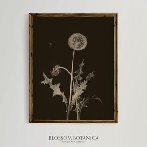 May include: Sepia-toned botanical print featuring a dandelion in full bloom, set against a dark background. The artwork is framed in a wooden frame. The text "BLOSSOM BOTANICA Vintage Art Collective" is at the bottom.