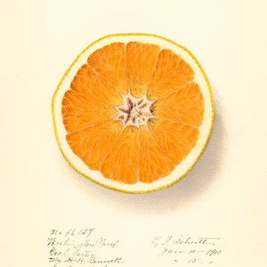 May include: A watercolor painting of a cross-section of an orange. The orange is a bright orange color and has a yellow rind. The painting is signed by S.J. Schutt and dated January 11, 1910.