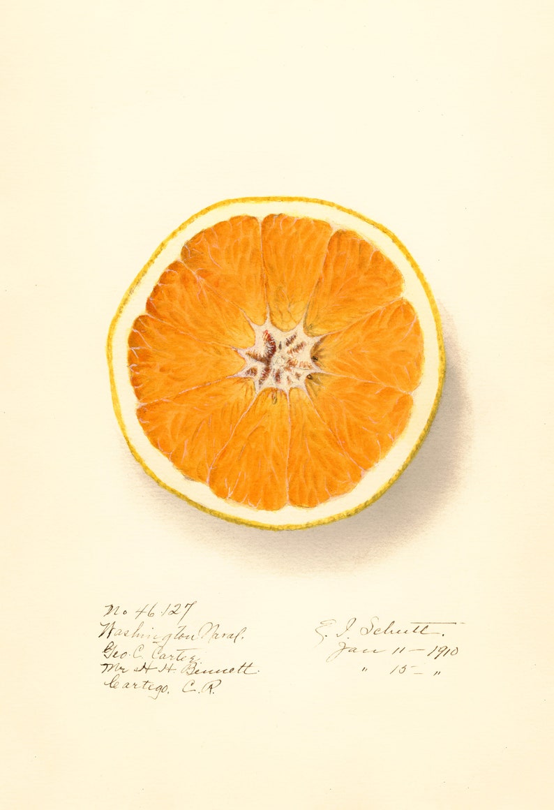 May include: A watercolor painting of a cross-section of an orange. The orange is a bright orange color and has a yellow rind. The painting is signed by S.J. Schutt and dated January 11, 1910.