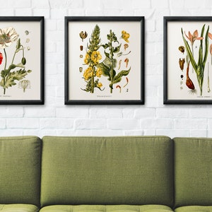 Vintage Botanical Print Set, Customizable Sizes, Set of Three Giclée ...