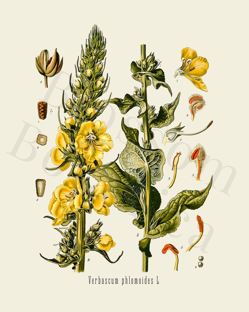 Vintage Botanical Print Set, Customizable Sizes, Set of Three Giclée Prints of Vintage French Illustrations, Antique Wall Art, Kitchen Art image 5
