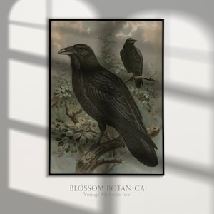 May include: Vintage botanical illustration featuring two black ravens perched on branches. The ravens are depicted in a realistic style with detailed feathers and sharp beaks. The background is a soft, muted green with hints of brown and gray.