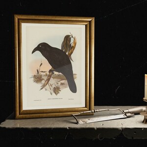 May include: A framed print of a black raven perched on a branch, with a second bird in the background. The print is in a gold frame, and a lit candle and a small saw are on the table in front of it. The background is dark.
