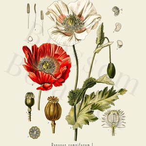 Vintage Botanical Print Set, Customizable Sizes, Set of Three Giclée Prints of Vintage French Illustrations, Antique Wall Art, Kitchen Art image 3