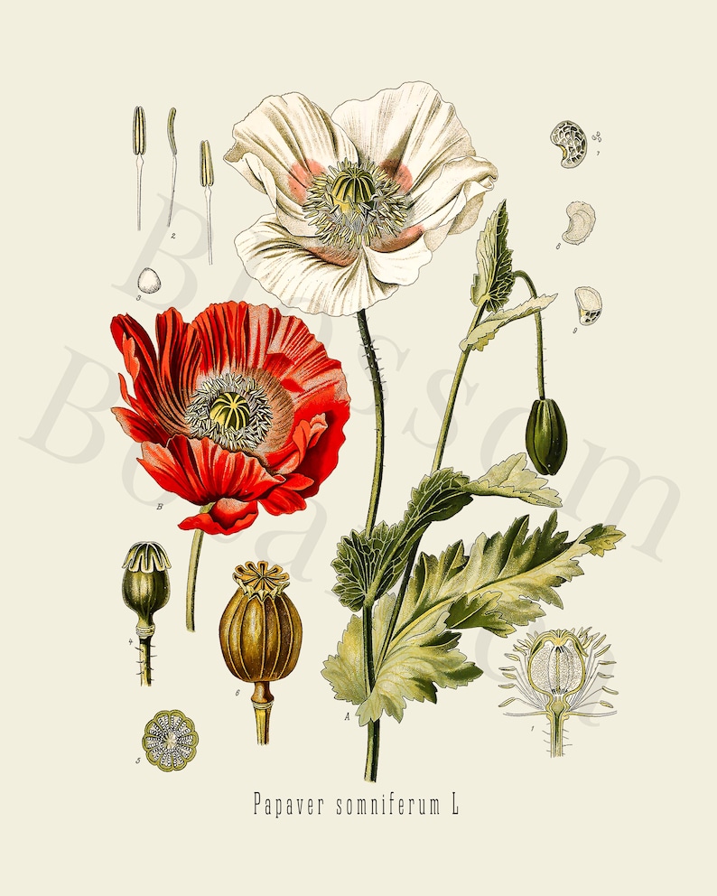 Vintage Botanical Print Set, Customizable Sizes, Set of Three Giclée Prints of Vintage French Illustrations, Antique Wall Art, Kitchen Art image 3