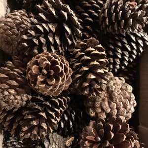 May include: A close-up of a pile of brown pine cones. The cones are various sizes and shapes, with some open and some closed.