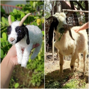 May include: Two goats, one a plush toy and the other a real goat. The plush goat is white with black markings and is being held in a person's hand. The real goat is white with black markings and is standing in a grassy field.