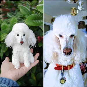 May include: A small white poodle figurine with curly texture, black eyes, and a red nose, displayed alongside a photograph of a white poodle with a red collar and a circular tag. The figurine replicates the appearance of the dog in the photograph.