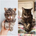 Custom Crochet Cat, Amigurumi Custom Pets, Crochet Pet Memorial, Look Alike Cat, Personalized Cat, Gift for Cat Lovers, Stuffed Plush Cat