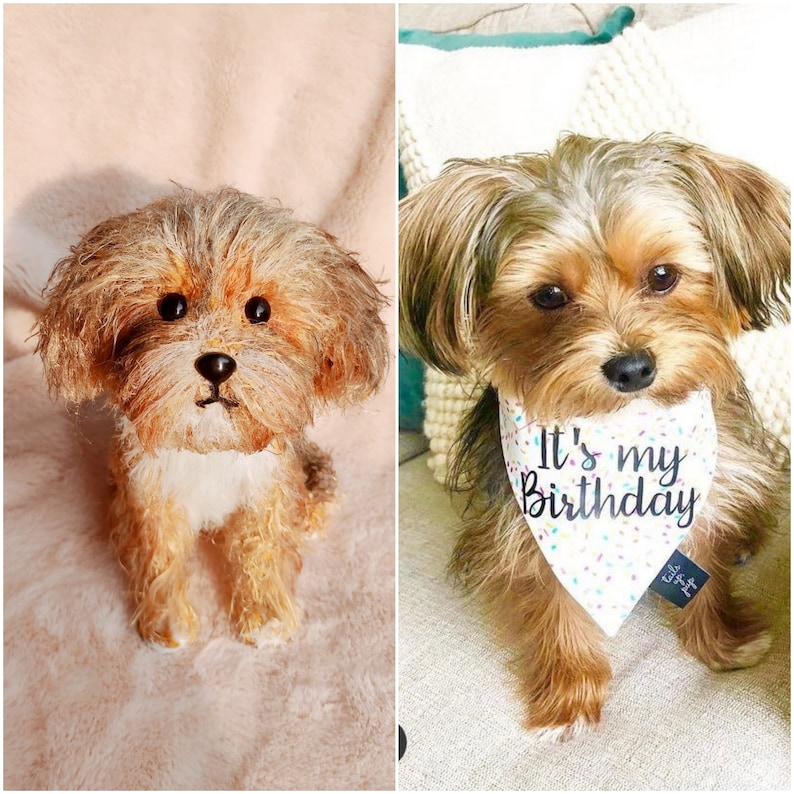 May include: A brown and tan Yorkshire Terrier puppy wearing a white bandana with colourful confetti and the text "It's my Birthday".