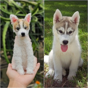 May include: A white and grey husky puppy sitting on green grass. The puppy has brown eyes and a pink tongue sticking out.