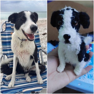 May include: A black and white border collie dog sitting on a blue and white striped beach chair. The dog is looking at the camera and has its mouth open.