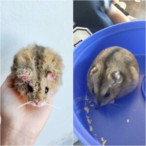 May include: Two images of a hamster. The first image shows a hamster with brown and gray fur, pink ears, and white whiskers. The hamster is being held in a person's hand. The second image shows a hamster with gray fur and pink ears in a blue bowl. The hamster is eating from the bowl.