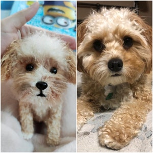 May include: A side-by-side comparison of a small, fluffy, cream-coloured dog with a plush toy version of the dog. The real dog is sitting on a light-coloured surface, while the plush toy is being held by a hand.