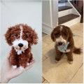 Custom Crochet Dog, Custom Stuffed Dog, Crochet Pet Memorial, Look Alike Dog, Personalized Dog, Gift for Dog Lovers, Custom Stuffed Animal