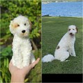 Custom Stuffed Dog, Custom Dog Plush, Custom Crochet Dog, Custom Pet Plush, Custom Stuffed Animal, Personalized Pet Gift, Dog Mom, Dog Dad