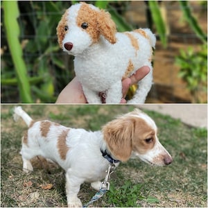 May include: Two white and brown dogs. The first dog is a plush toy with brown fur and white patches. The second dog is a real dog with brown fur and white patches. The real dog is wearing a blue collar and is on a lead.
