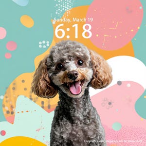 Custom IPhone Wallpaper, A cheerful poodle dogs Wallpaper, Tablet And Computer Wallpaper, iPad Wallpaper, Dog Backgrounds, Cat Pet Wallpaper