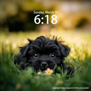 Custom Dog IPhone Wallpaper, Little Teddy Lying In The Grass Mobiole Phone Wallpaper, Computer Wallpaper, iPad Wallpaper, Cat Pet Wallpaper