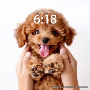 Cute brown poodle Iphone Wallpaper Custom Pet Personalized Wallpaper, Puppy iPad Wallpapers, Pet Tablet Wallpaper, Computer screen wallpaper