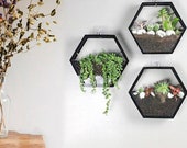 Hydroponic Hexagon Hanging Planter Indoor, Hanging Wall Planter Indoor, Honeycomb Geometric Terrarium, Air Plant Holder, Florarium Wall Vase