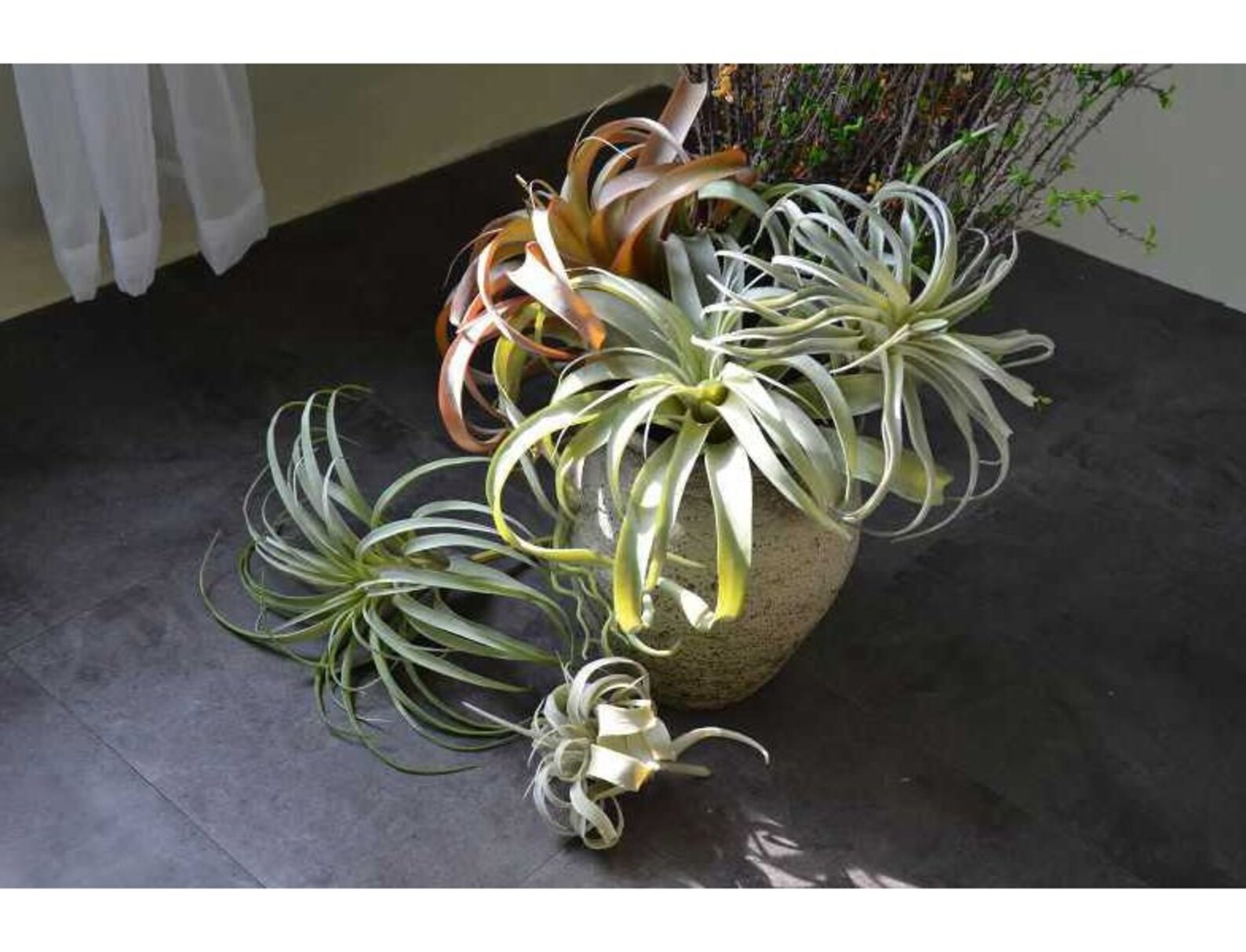 Large Faux Tillandsia Artificial Air Plants Artificial Etsy