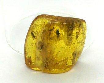 Rare Natural Baltic Amber with Insect Inclusion /& Sterling Silver Pendant