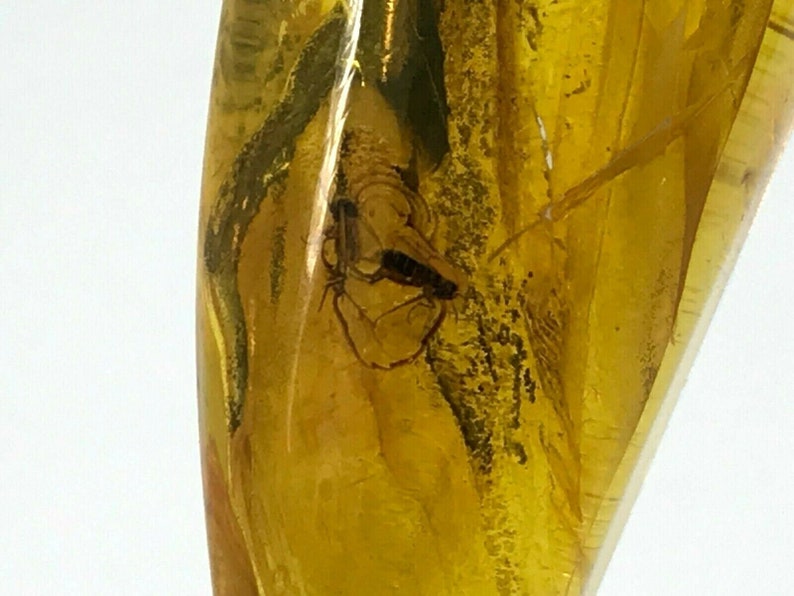 2 Insects Natural Baltic Amber Pendant With Insect Inclusion SilverGP 8,2g 6909