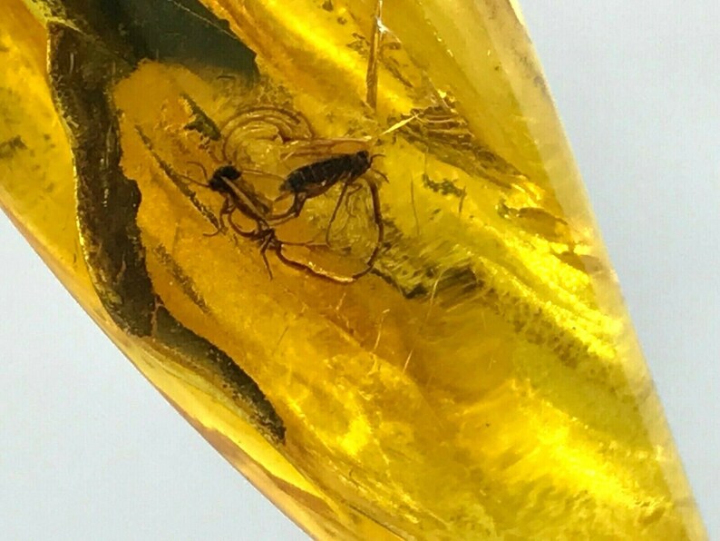 2 Insects Natural Baltic Amber Pendant With Insect Inclusion SilverGP 8,2g 6909