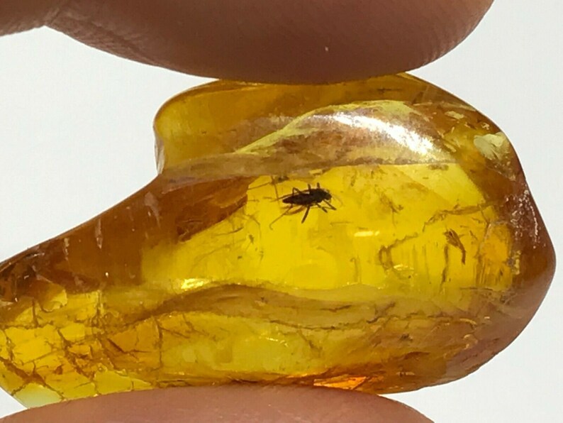 Amber Piece With Insect Inclusion Fossil inside Genuine Natural Baltic Amber piece Insects 3,8g 4219