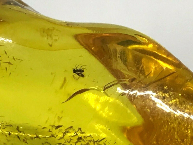 Amber Piece NATURAL BALTIC AMBER Piece with Insect Inclusion Fossil Insects Gift 10,6g 13843